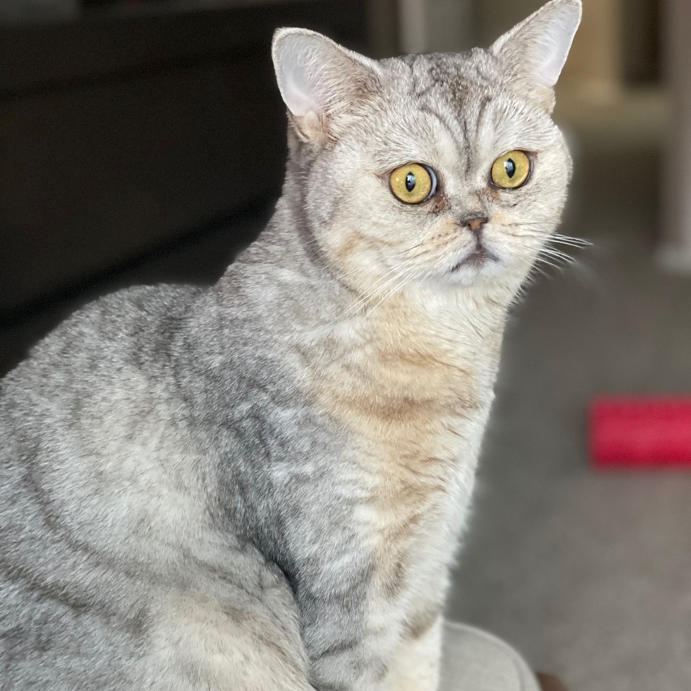 Meet your Posher, Olga